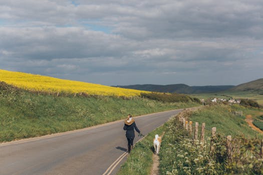 在多云的天空下，宁静的乡村道路旁，一个人正遛狗经过一片充满活力的黄色田野