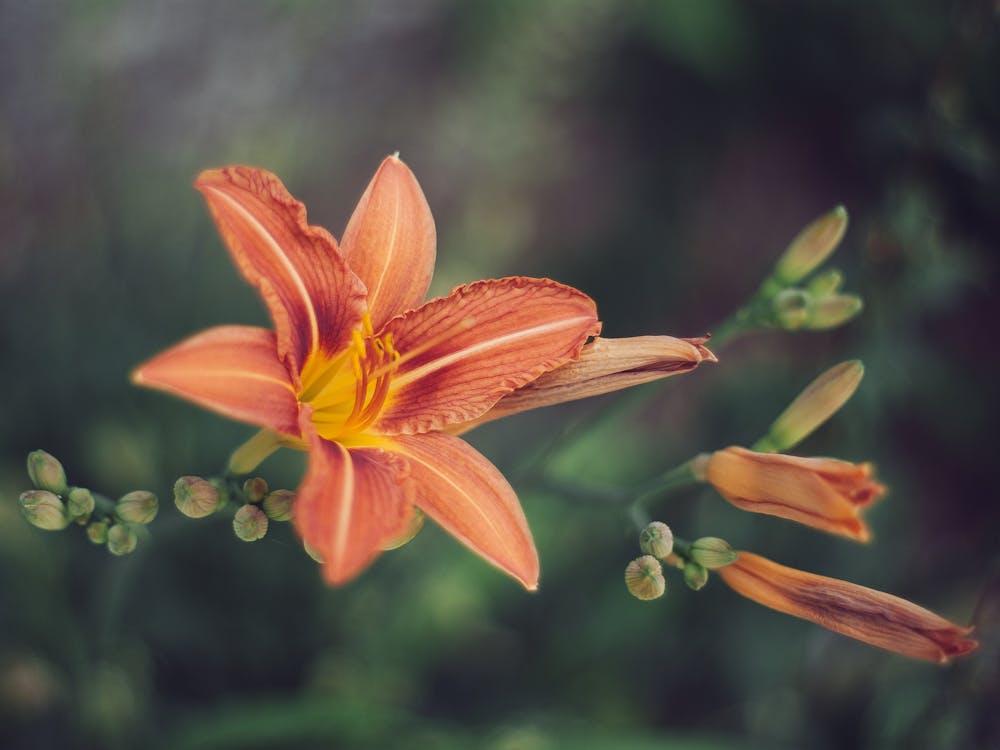 Fiore Rosso Del Giglio Della Tigre Nella Fotografia Del Primo Piano