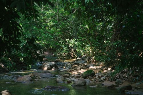 Free A tranquil stream flowing through a lush, green forest with rocks and dense foliage. Stock Photo