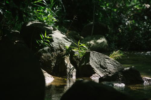 Free Tranquil forest scene with sunlit rocks by a calm stream, capturing the essence of nature. Stock Photo