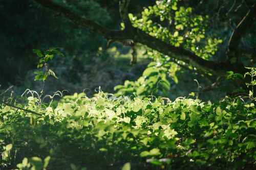 Free A tranquil forest scene with sunlight filtering through leaves, illuminating green plants. Stock Photo
