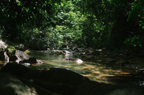 Free A peaceful forest creek with sunlight filtering through trees, perfect for nature and tranquility themes. Stock Photo