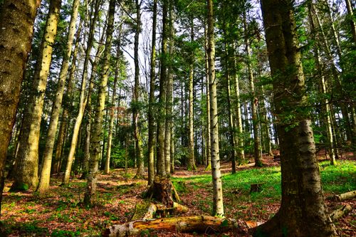 Free Sunlit forest in fall with lush greenery and towering trees. Stock Photo