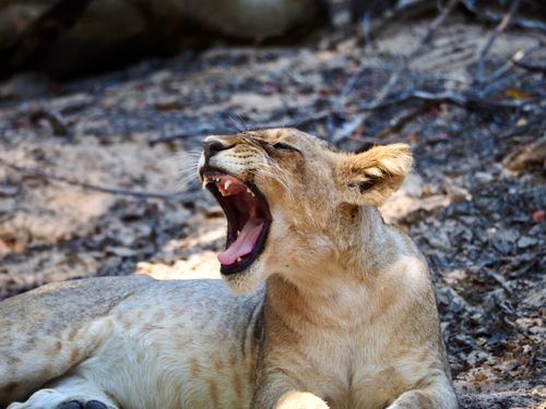 Free Captured in Malawi, a lioness yawning in her natural habitat, showcasing African wildlife. Stock Photo