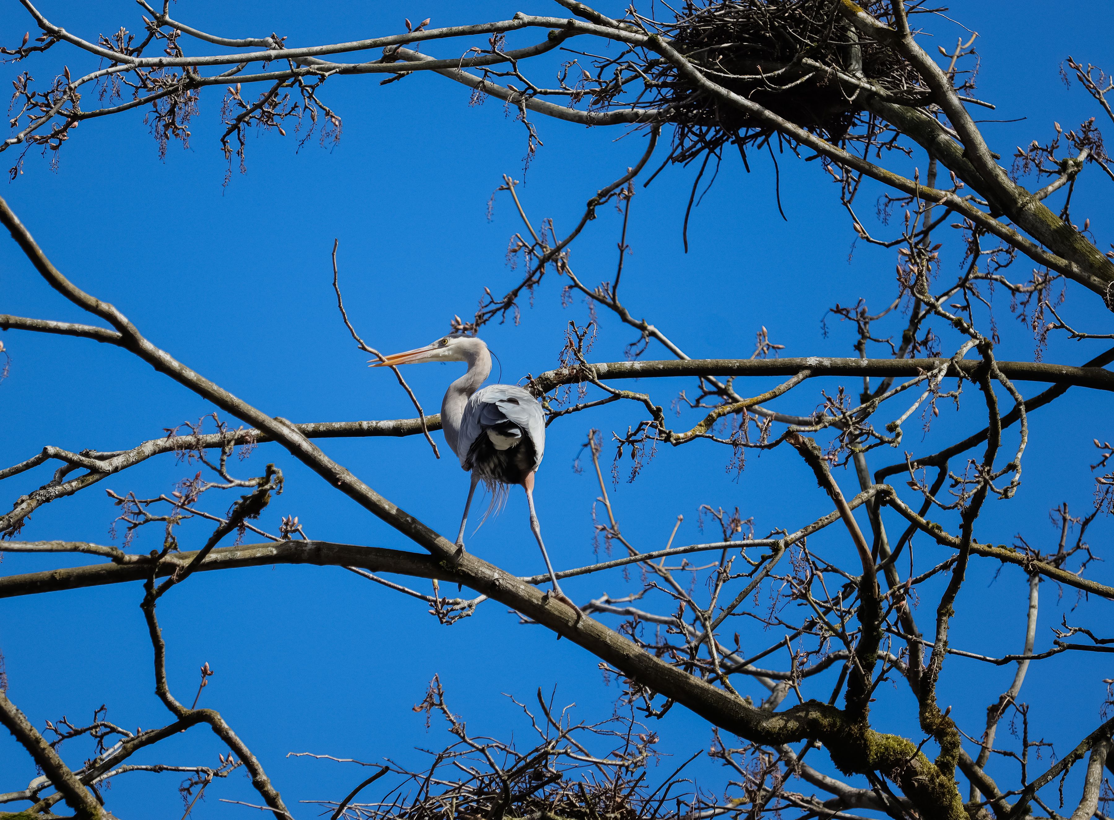 What World Cup bump? Vancouver hotel bookings down 20 per cent this year — Photo by Judi Jutras on Pexels