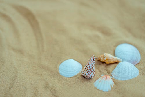 무료 모래에 여러 가지 색상의 조개 스톡 사진