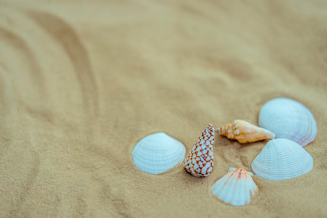 Several Assorted-color Seashells on Sand · Free Stock Photo