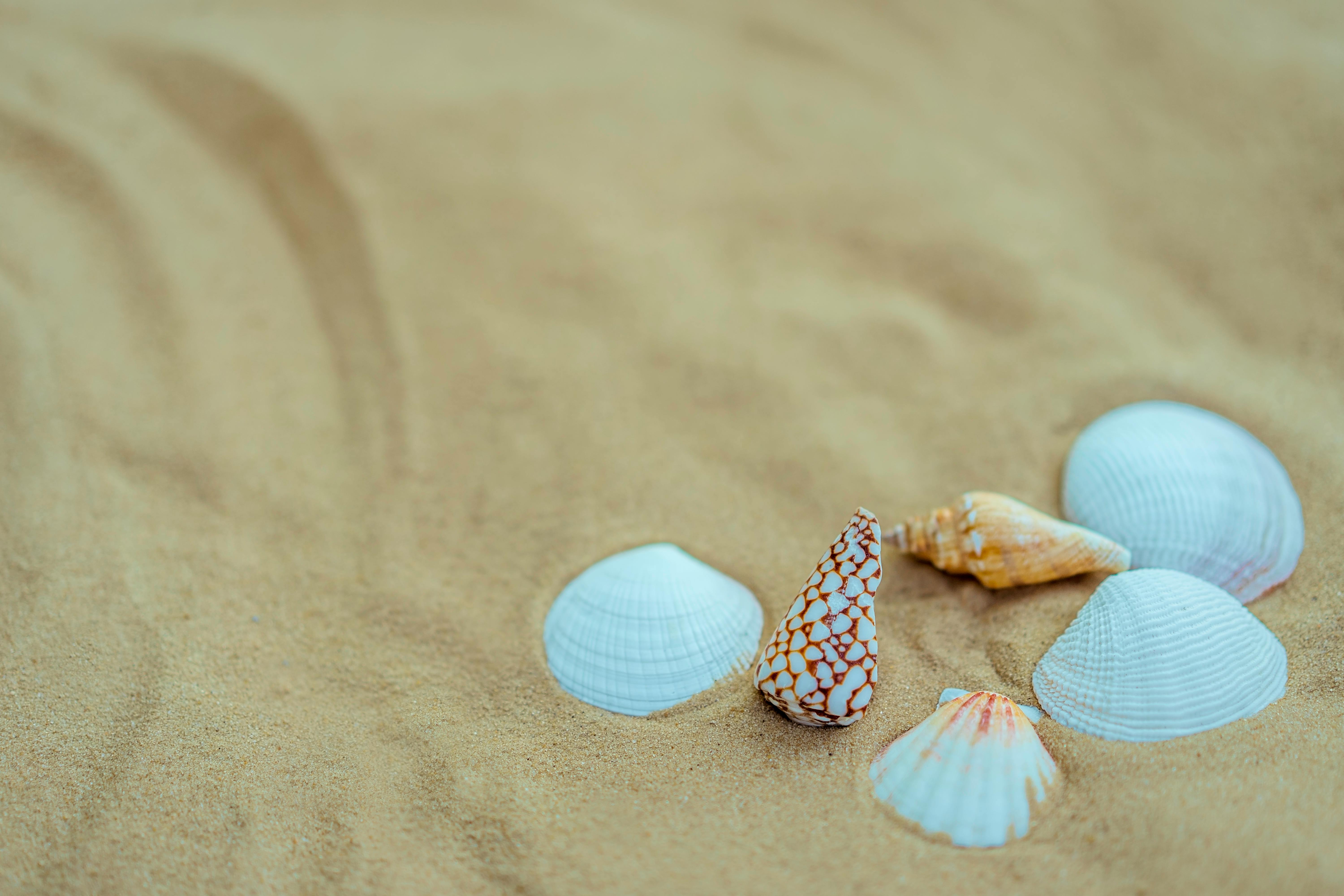 Seashell Photos, Download The BEST Free Seashell Stock Photos & HD Images