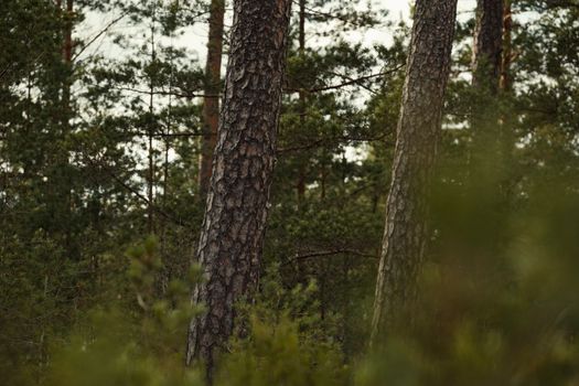 A serene view of an evergreen forest with tall pine trees showcasing nature's beauty.