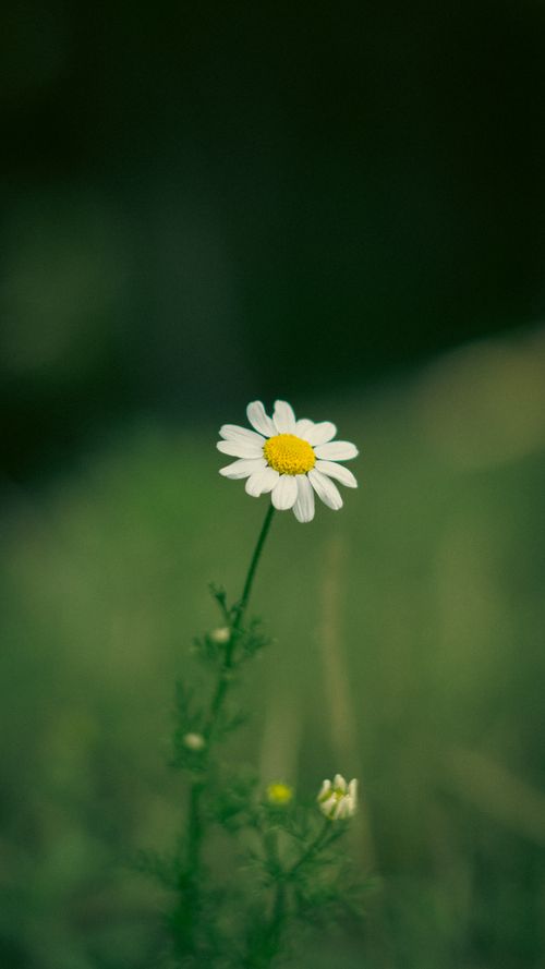Free A solitary white daisy with a yellow center stands in a tranquil green meadow, evoking nature's simplicity. Stock Photo