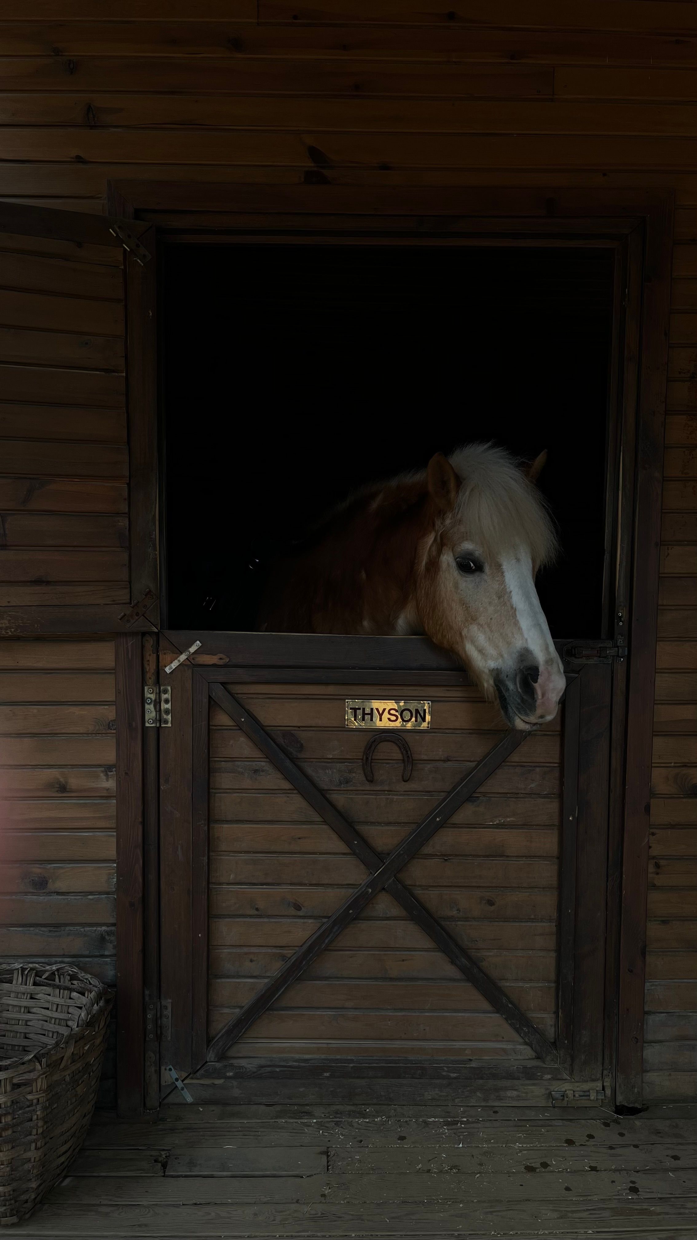 A Horse Standing in the Stable · Free Stock Photo