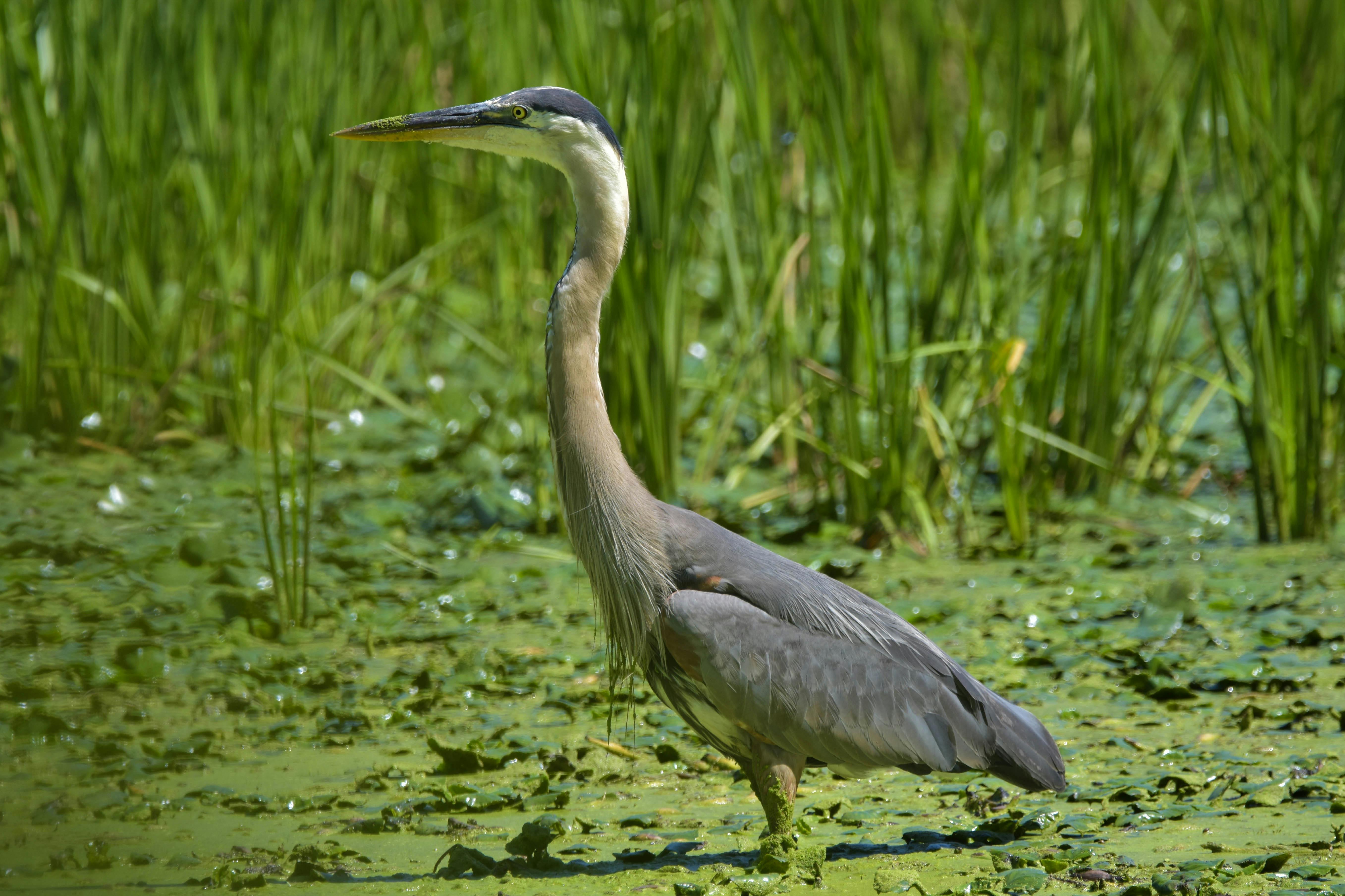 Free stock photo of full profile, Great Blue Heron, natural environment.