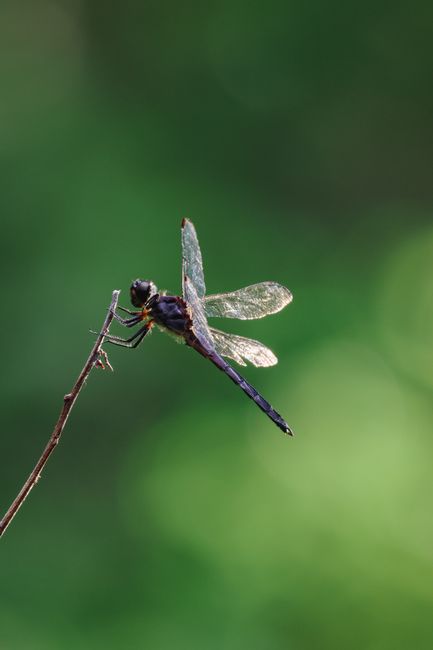 A detailed shot of a dragonfly on a twig, showcasing delicate wing patterns and vibrant nature background.