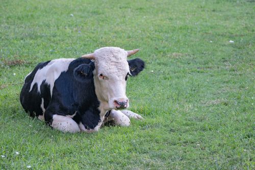 Free A tranquil Holstein cow lying in a lush green pasture in rural Izmir, Türkiye. Stock Photo