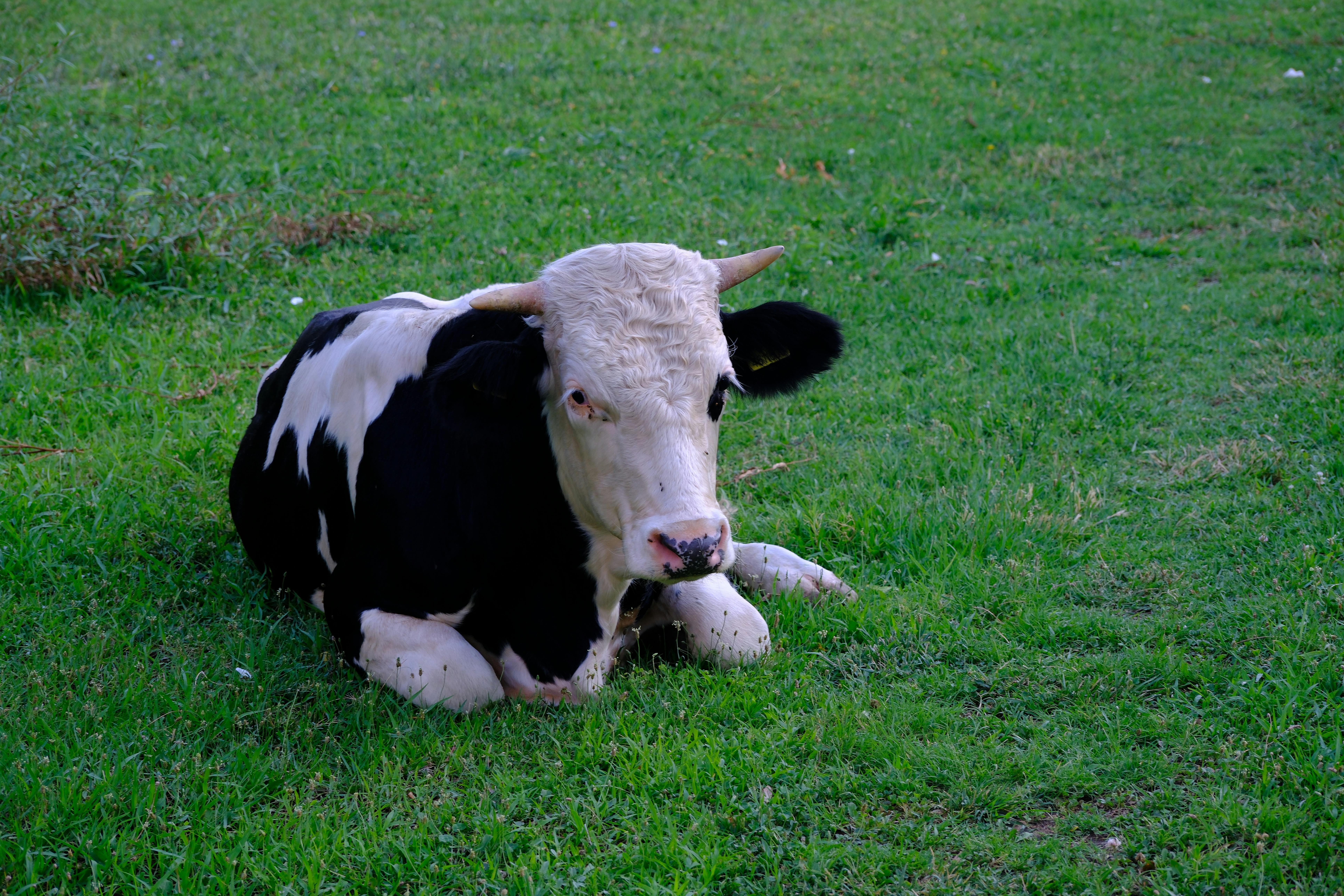 Gratuit Photos gratuites de agriculture, animal, animal au repos Photos