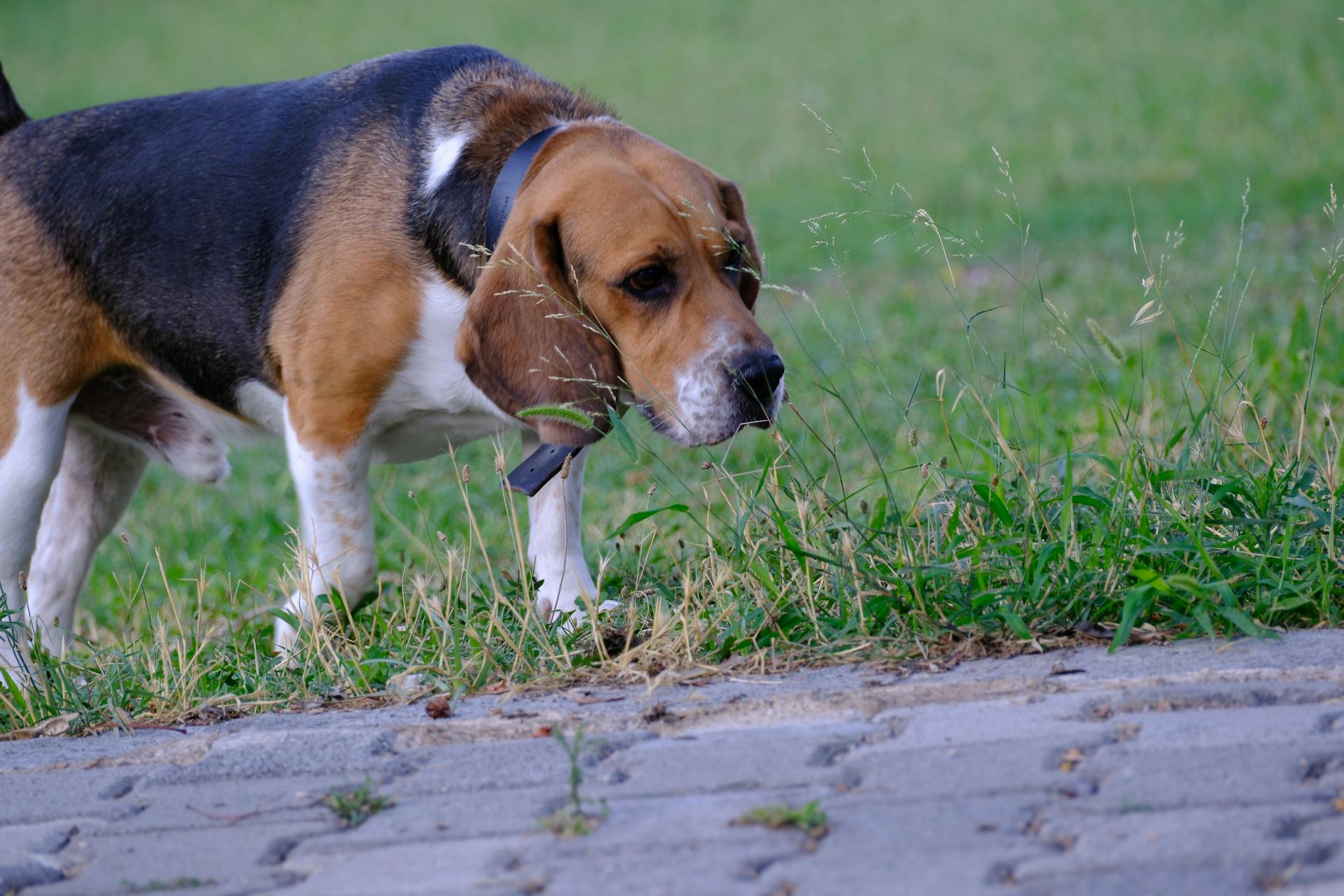 En beagle som går på gräset i en park