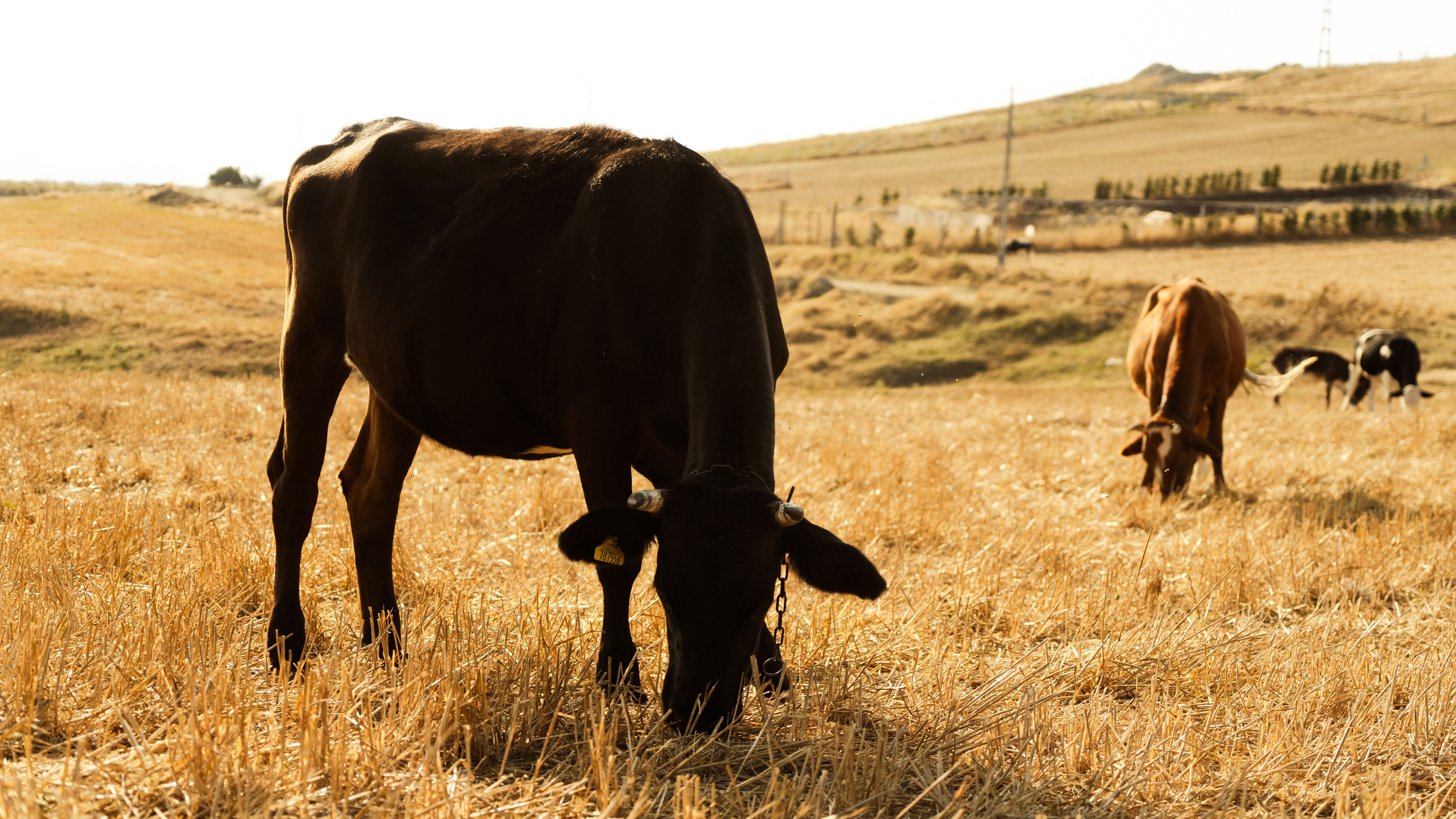 Grass-fed cattle grazing on a local Western Cape farm near Cape Town