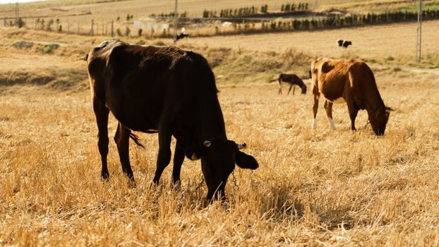 Cows Eating in Countryside 