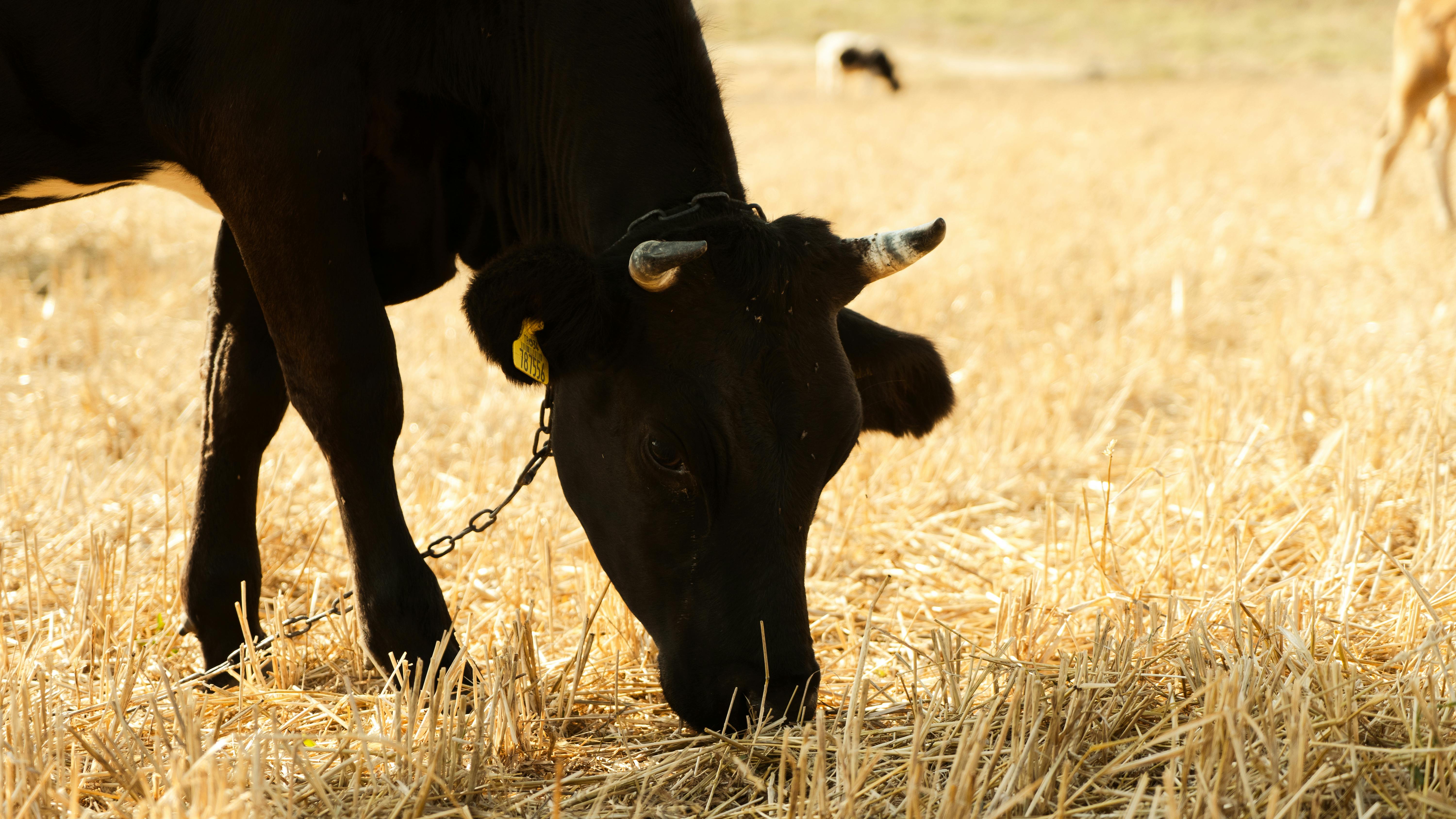 Gratuit Photos gratuites de agraire, agriculture, animal Photos