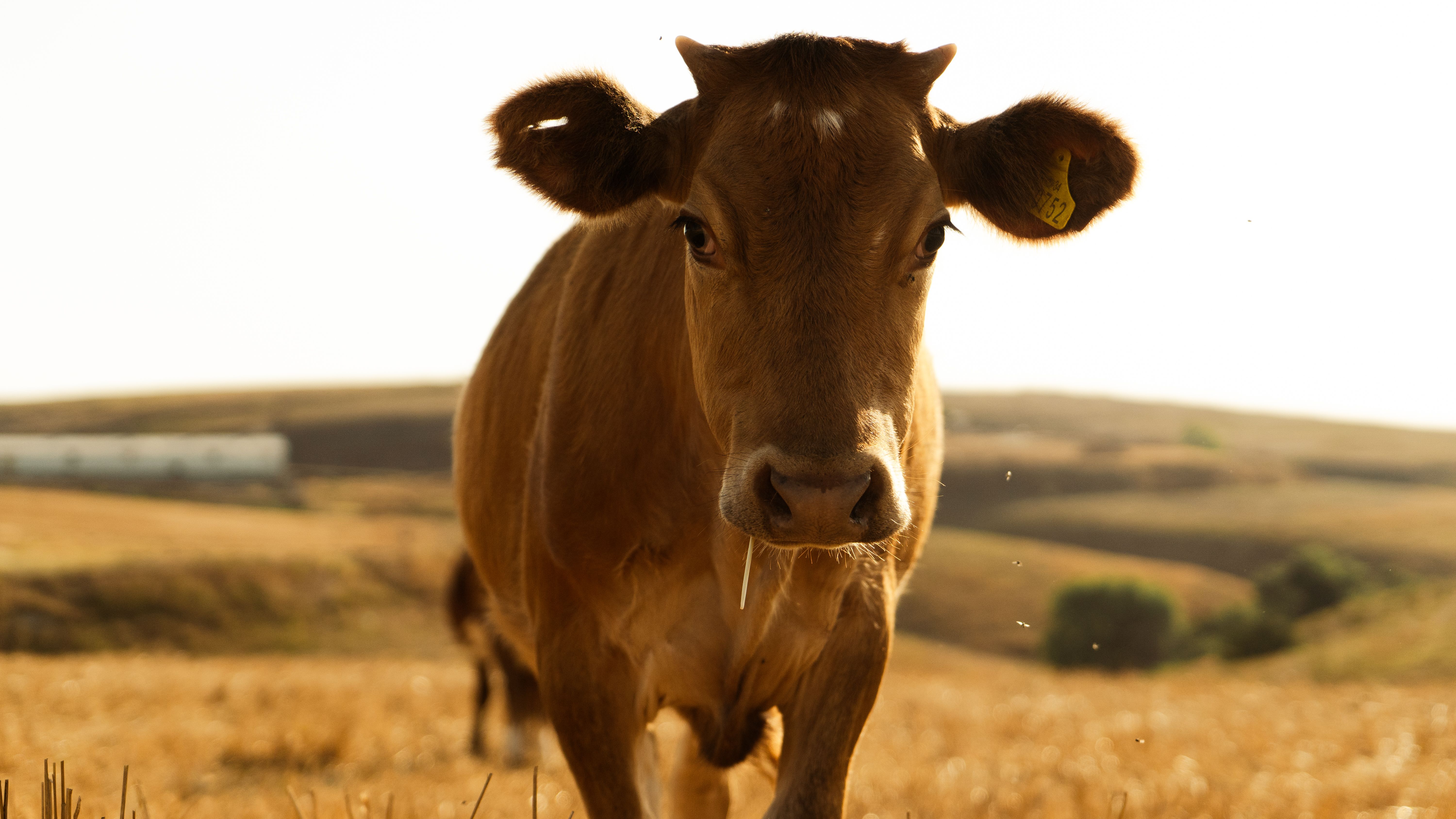 A brown cow standing in a field · Free Stock Photo
