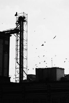 Black and white image of birds flying around an industrial tower, creating dynamic silhouettes.