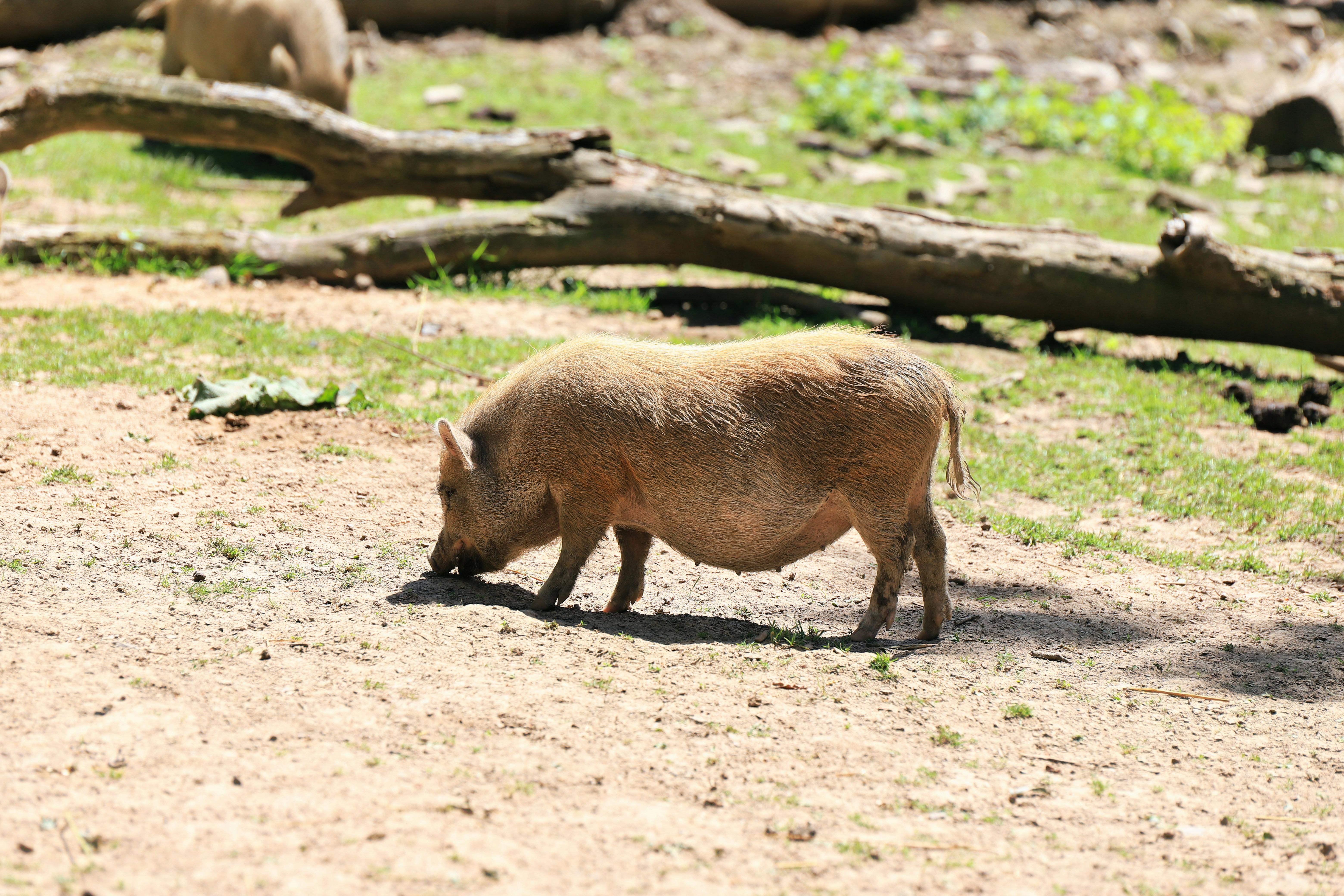 selective focus of vietnamese pot bellied pig eating at zoo