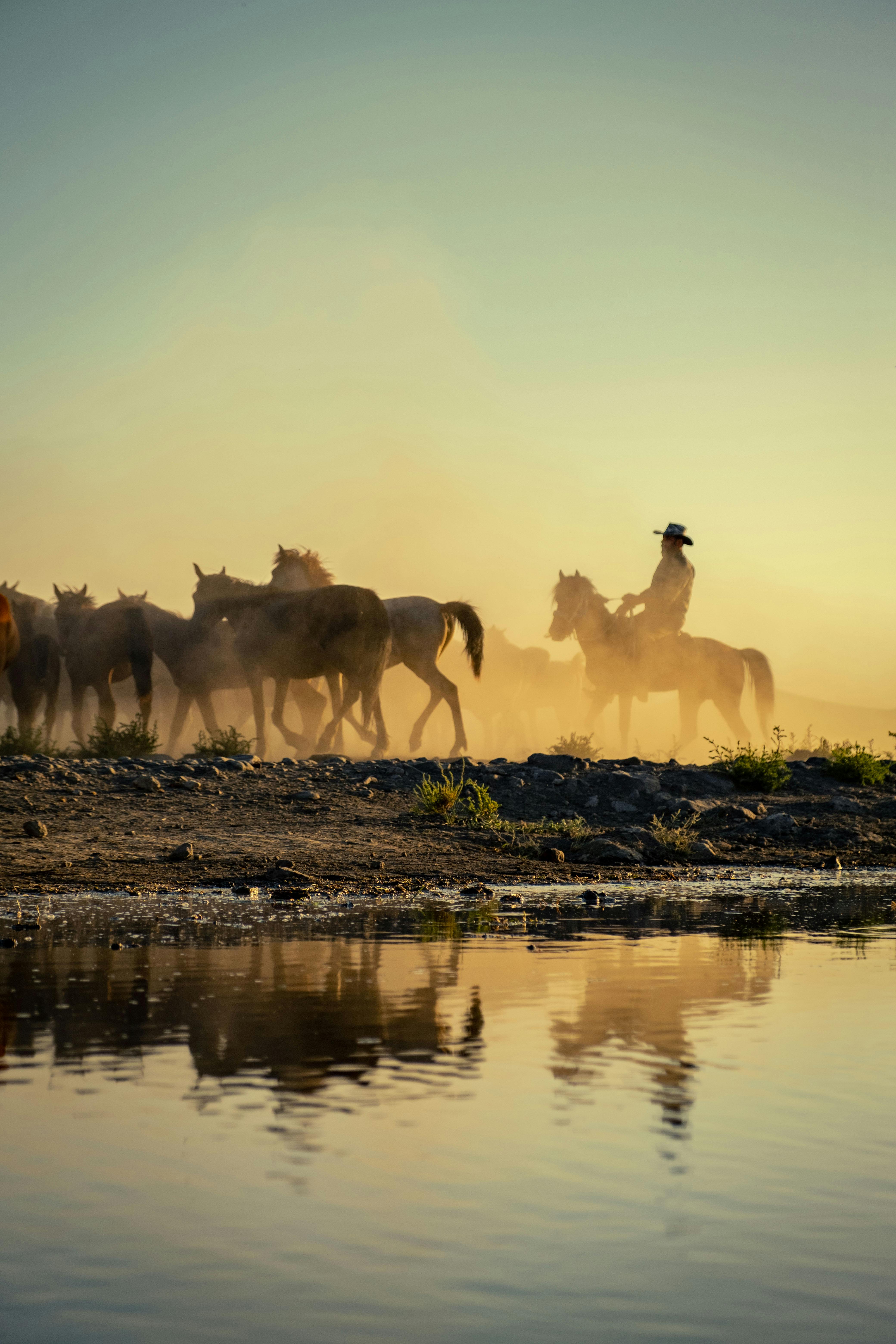 cowboy herding horses on a lakeshore