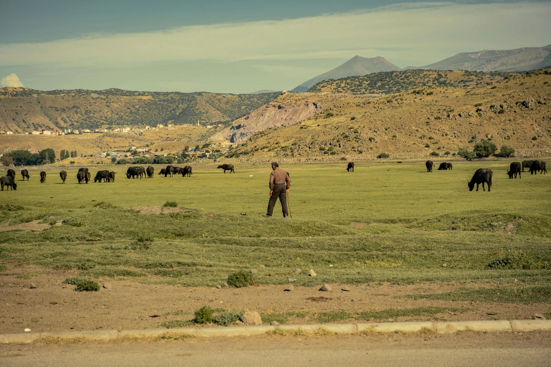 A pastoral landscape with a herder watching over a grazing herd under a mountainous backdrop.