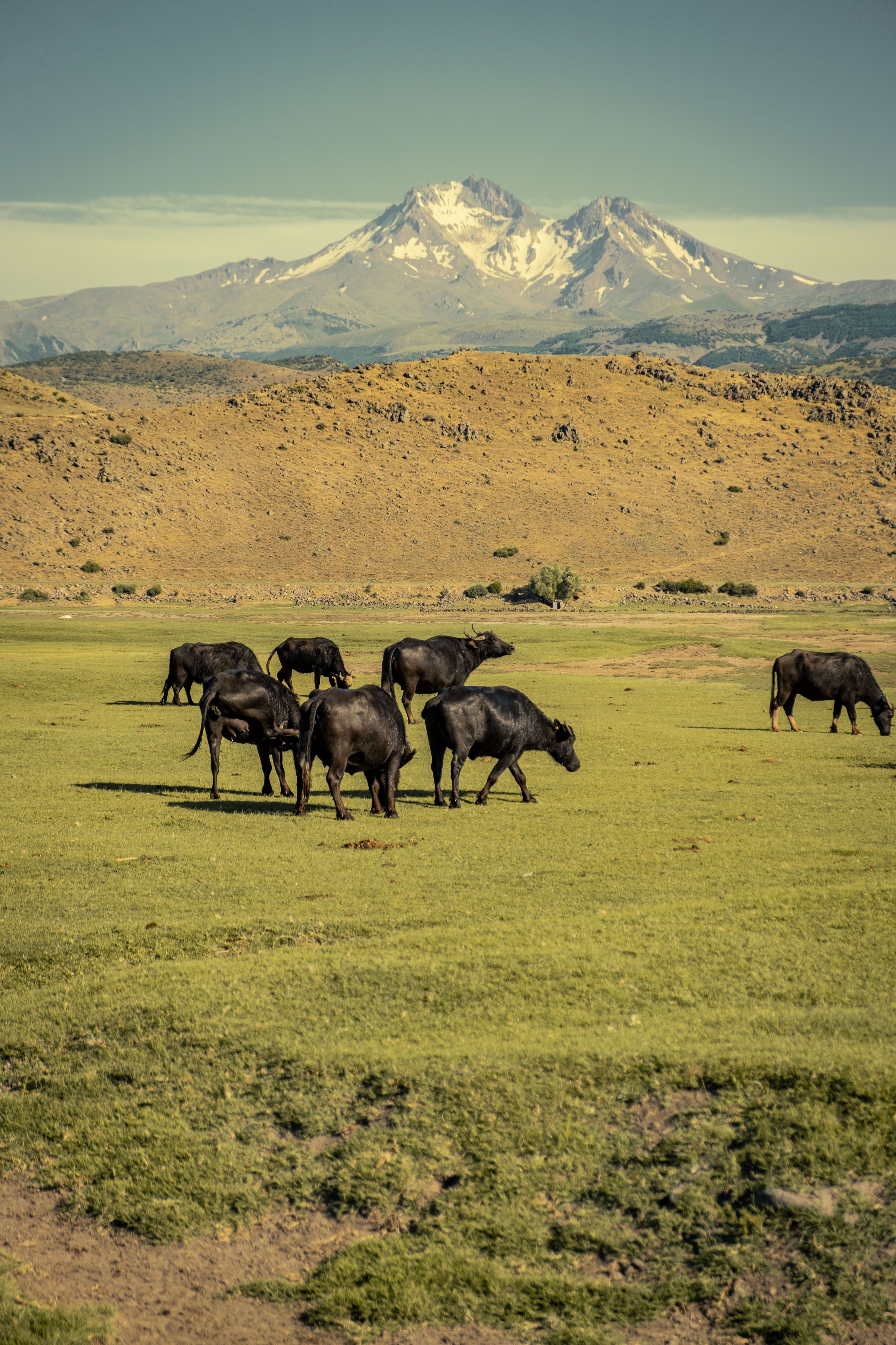 Cattle Grazing in a Mountain Pasture · Free Stock Photo
