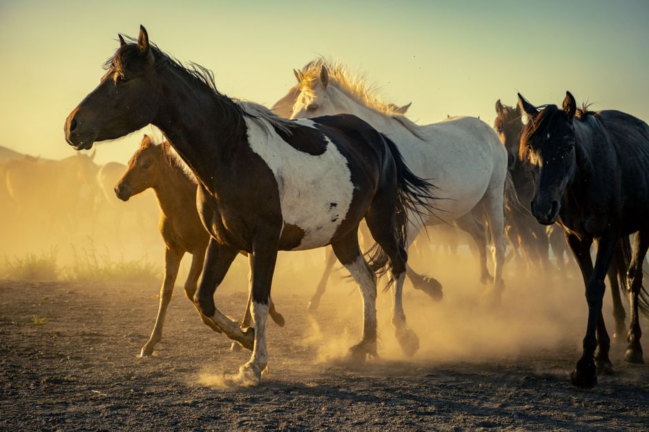 how to maintain horses hooves in wet conditions