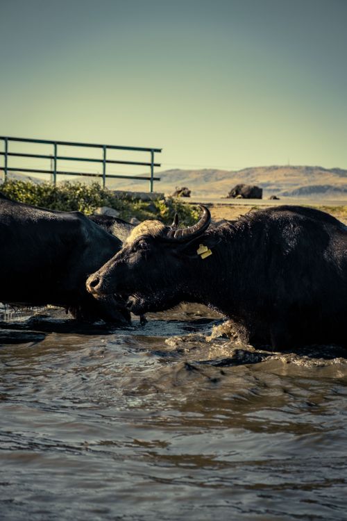 Free Two water buffaloes enjoy a refreshing dip in a rural lake during a warm summer day. Stock Photo