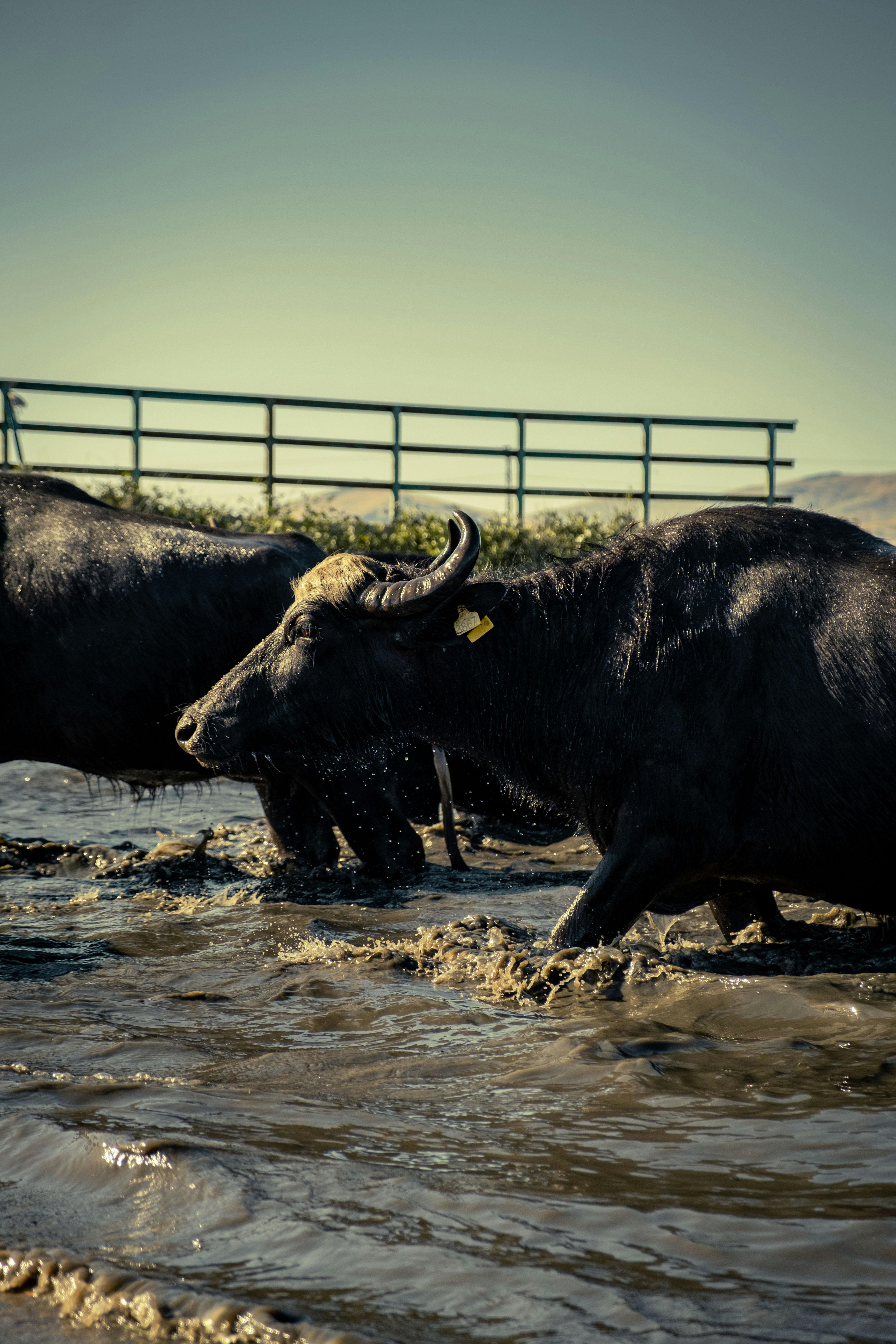 grátis Foto profissional grátis de 3x4, agricultura, água Foto profissional