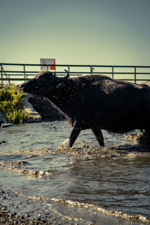 Free A buffalo splashes through a rural water path, showcasing powerful wildlife in its natural environment. Stock Photo