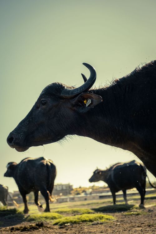 Free A striking close-up of African buffalo grazing in a scenic field under a clear sky. Stock Photo
