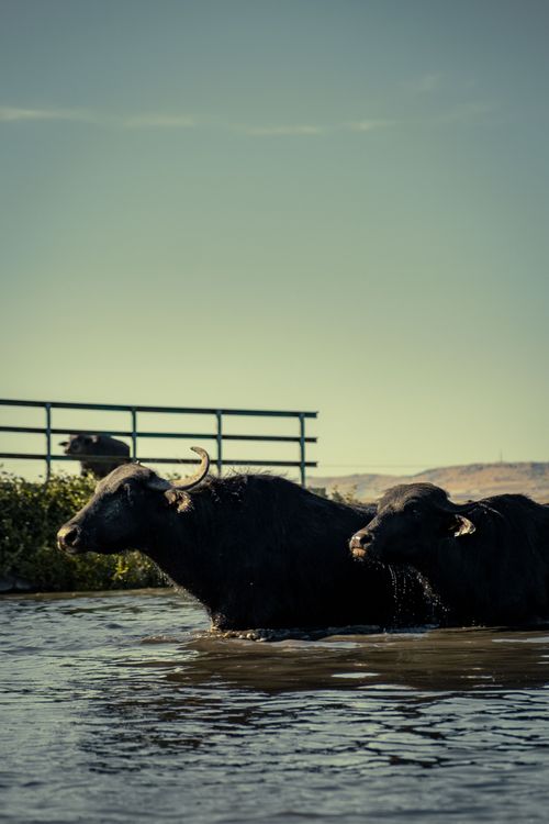 Free Two buffalos crossing a river in a rural, natural setting with a scenic backdrop. Stock Photo