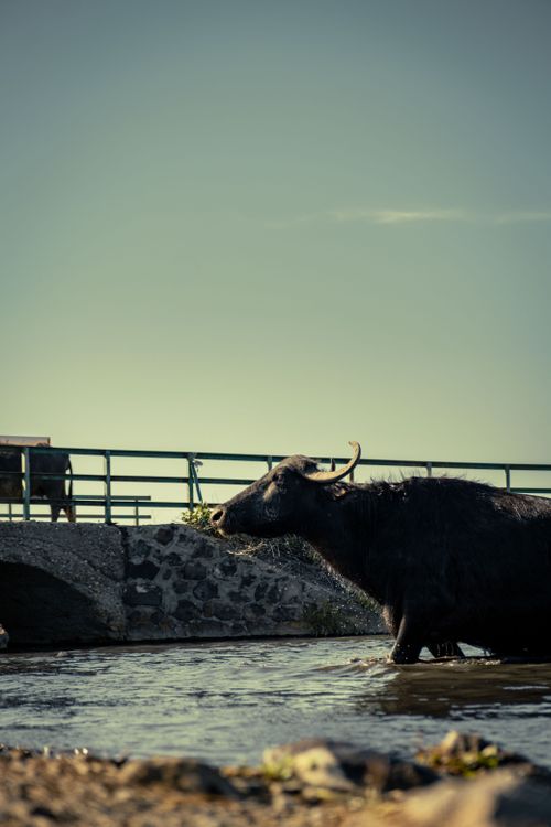 Free A water buffalo crosses a river under a rural bridge during sunset, capturing the essence of rural wildlife. Stock Photo