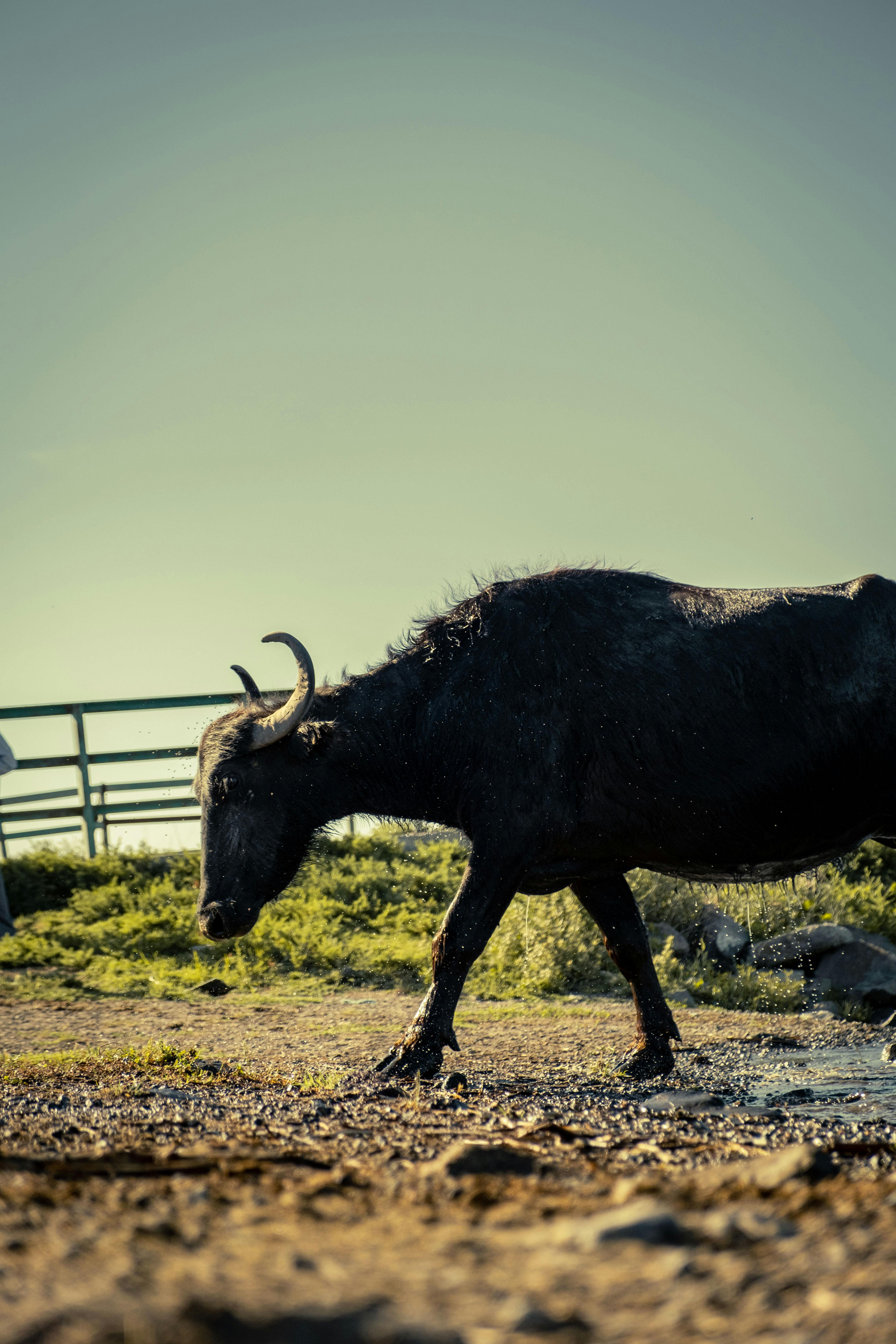 grátis Foto profissional grátis de agricultura, andando, animais selvagens Foto profissional