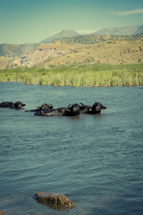 Free A herd of buffalos enjoying a cool dip in a serene lake amidst a picturesque rural landscape. Stock Photo