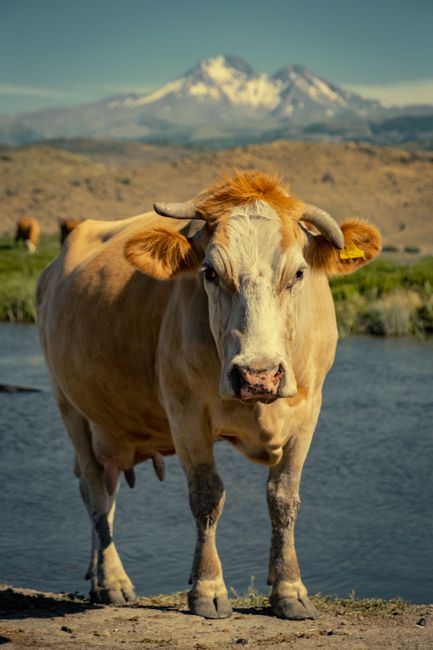 A solitary cow stands by a river with mountains looming majestically in the background.