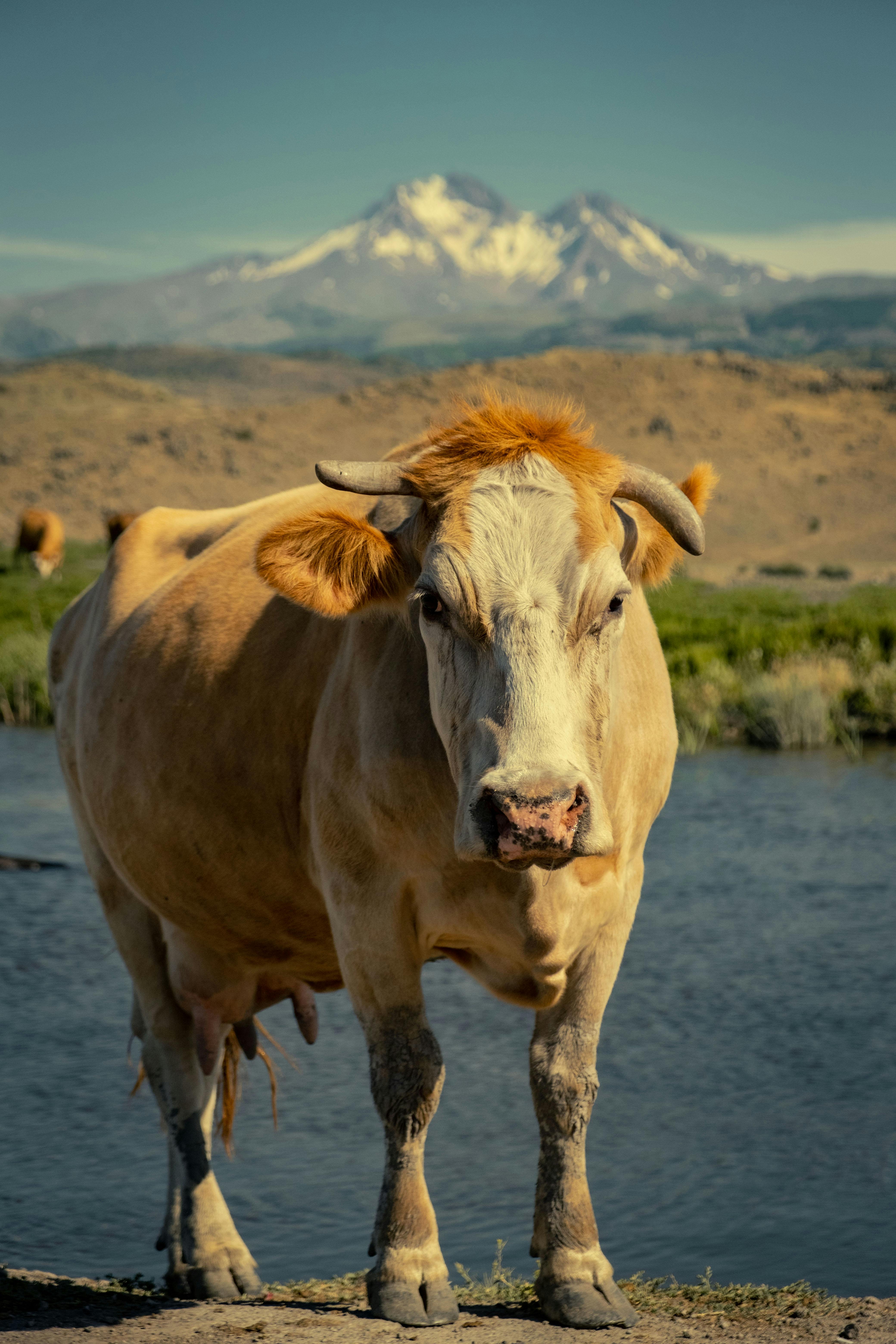 a cow standing in front of a mountain