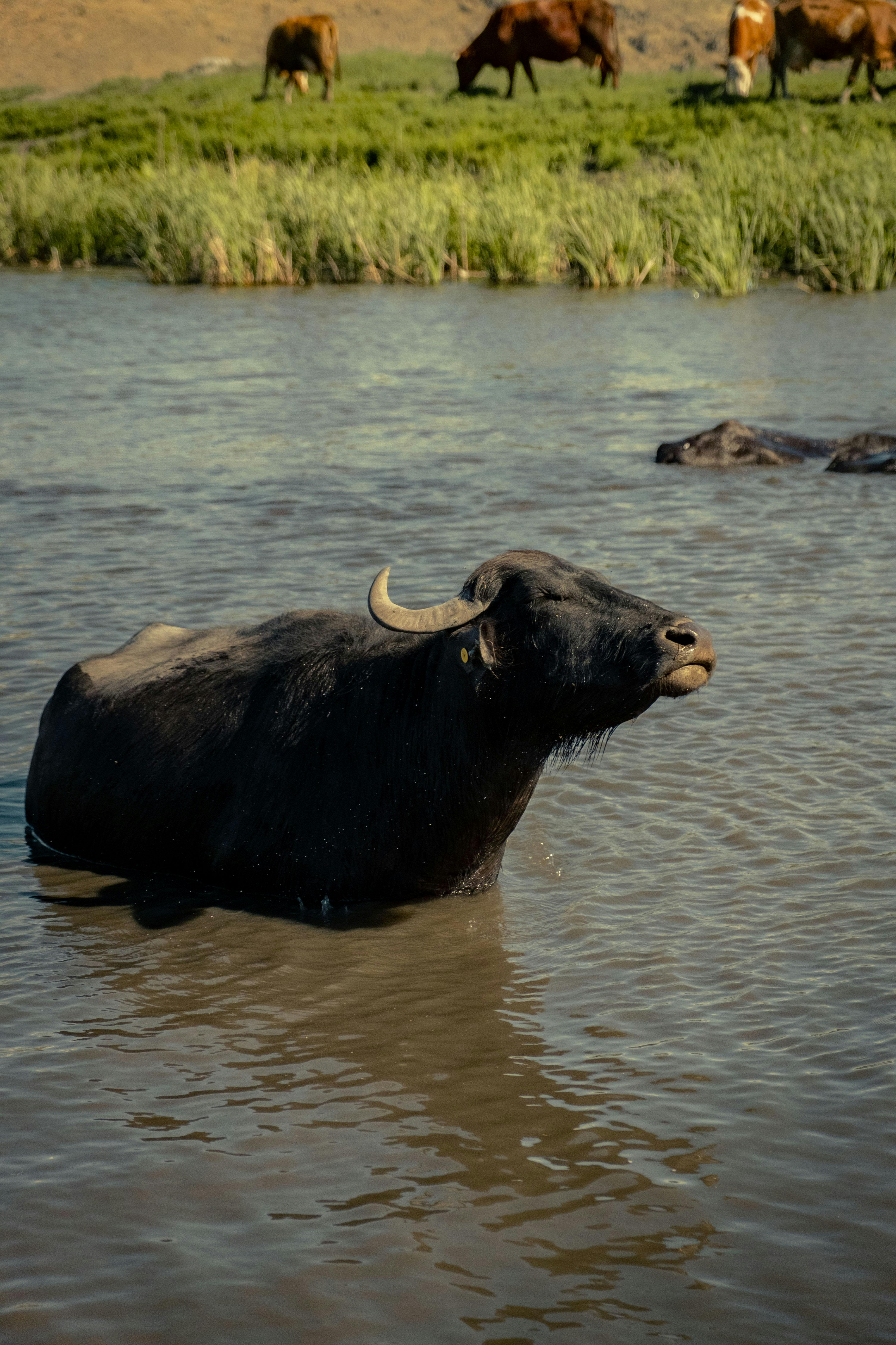 Gratuit Photos gratuites de agriculture, animal, animal à cornes Photos