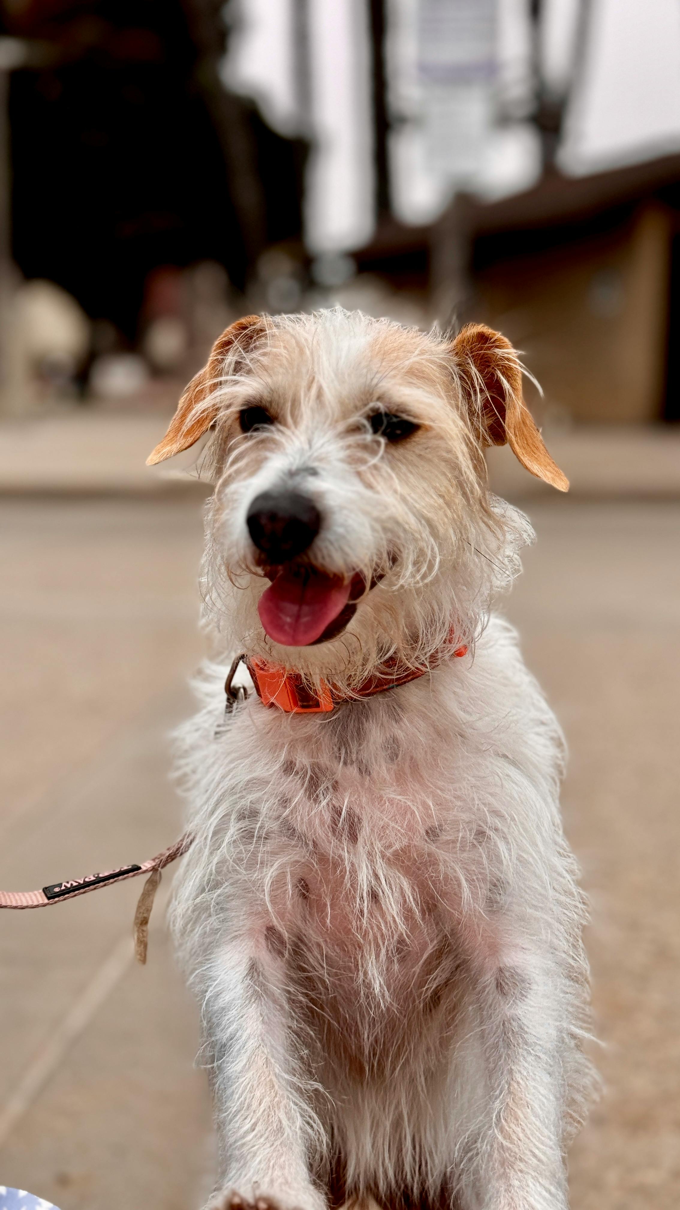 A happy, scruffy dog with a bright orange collar sits on a city sidewalk.