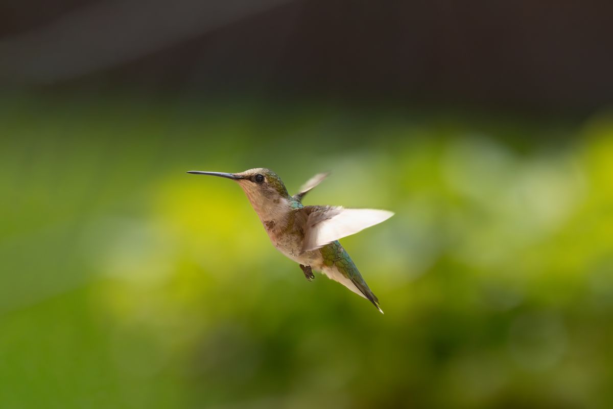 Hummingbird Back View Flying Close-Up Photo of Flying Hummingbird · Free Stock Photo