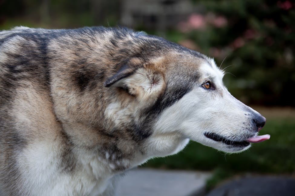 Alaskan Malamute dog training guide - Affectionate, Loyal, Playful Working breed from Alaska, USA