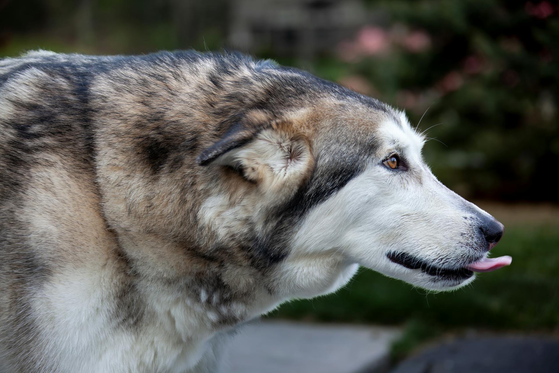 Alaskan Malamute-hond