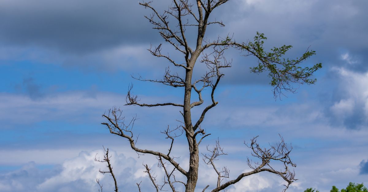 Bushless Tree A Tall, Leafless Tree Sticking Out of Green Bushes · Free Stock Photo
