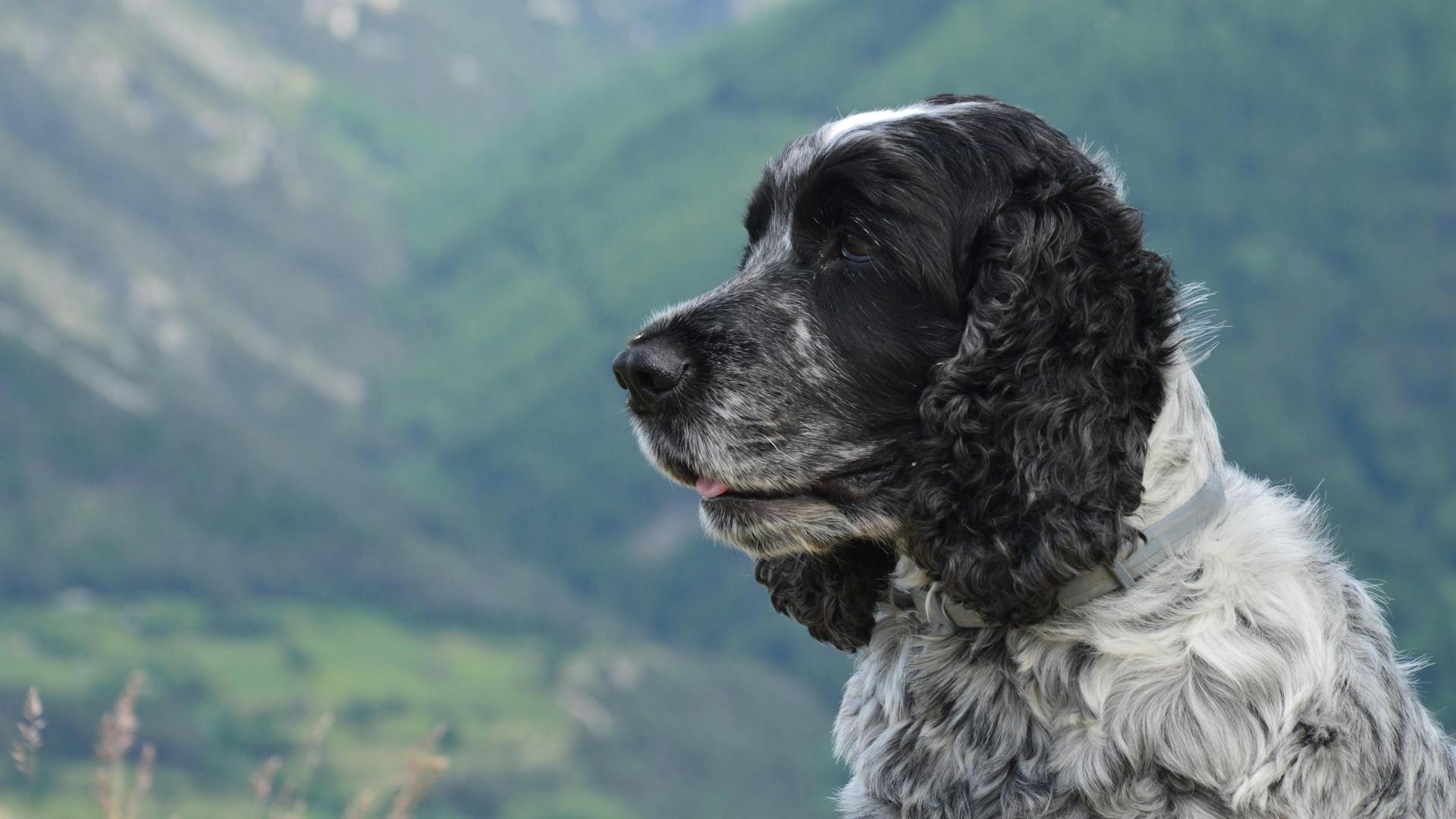 Selective Focus of Cocker Spaniel Dog