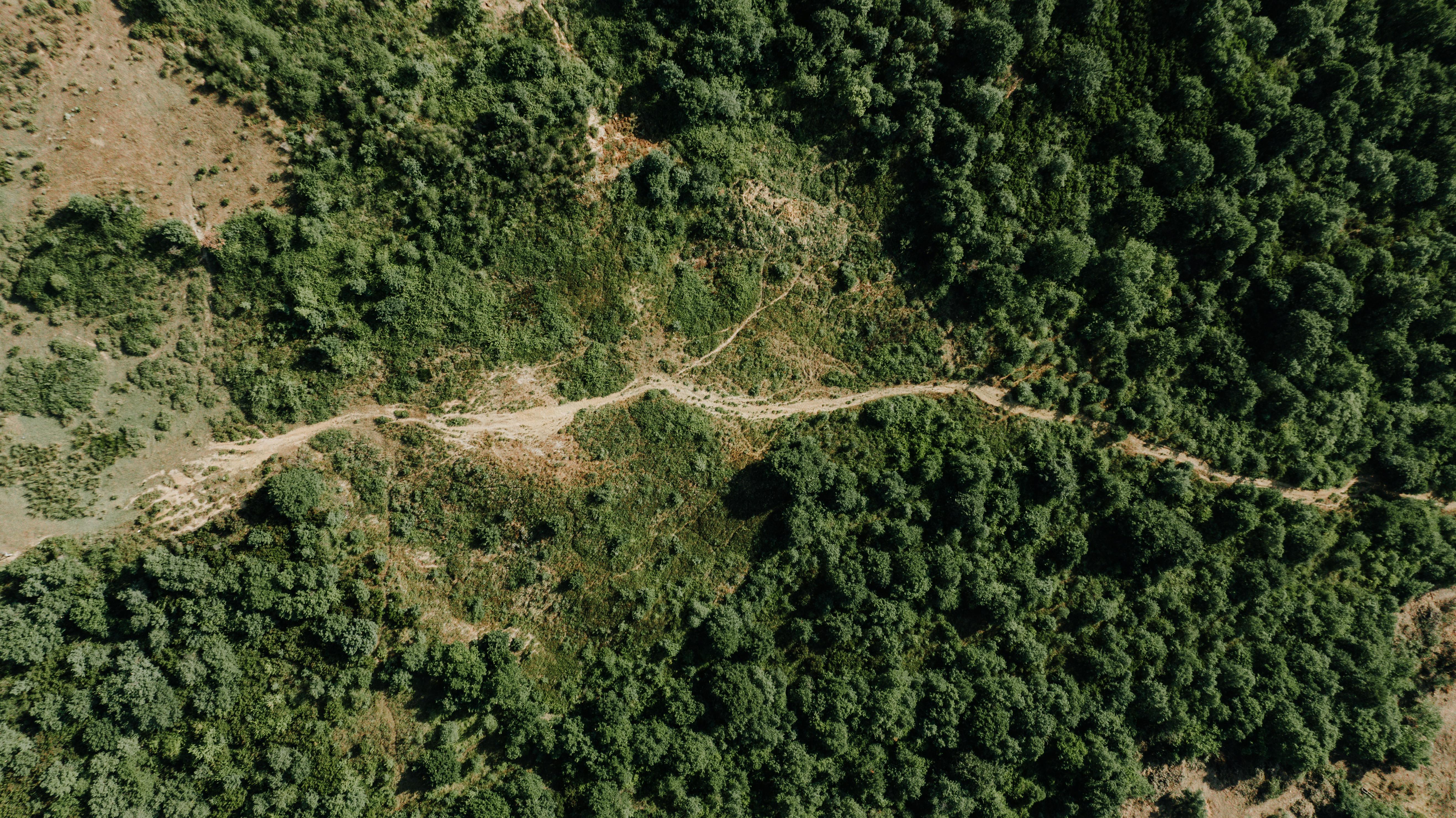 Flora Autóctona Urbana: Biodiversidad, Resiliencia Climática y Diseño Sostenible