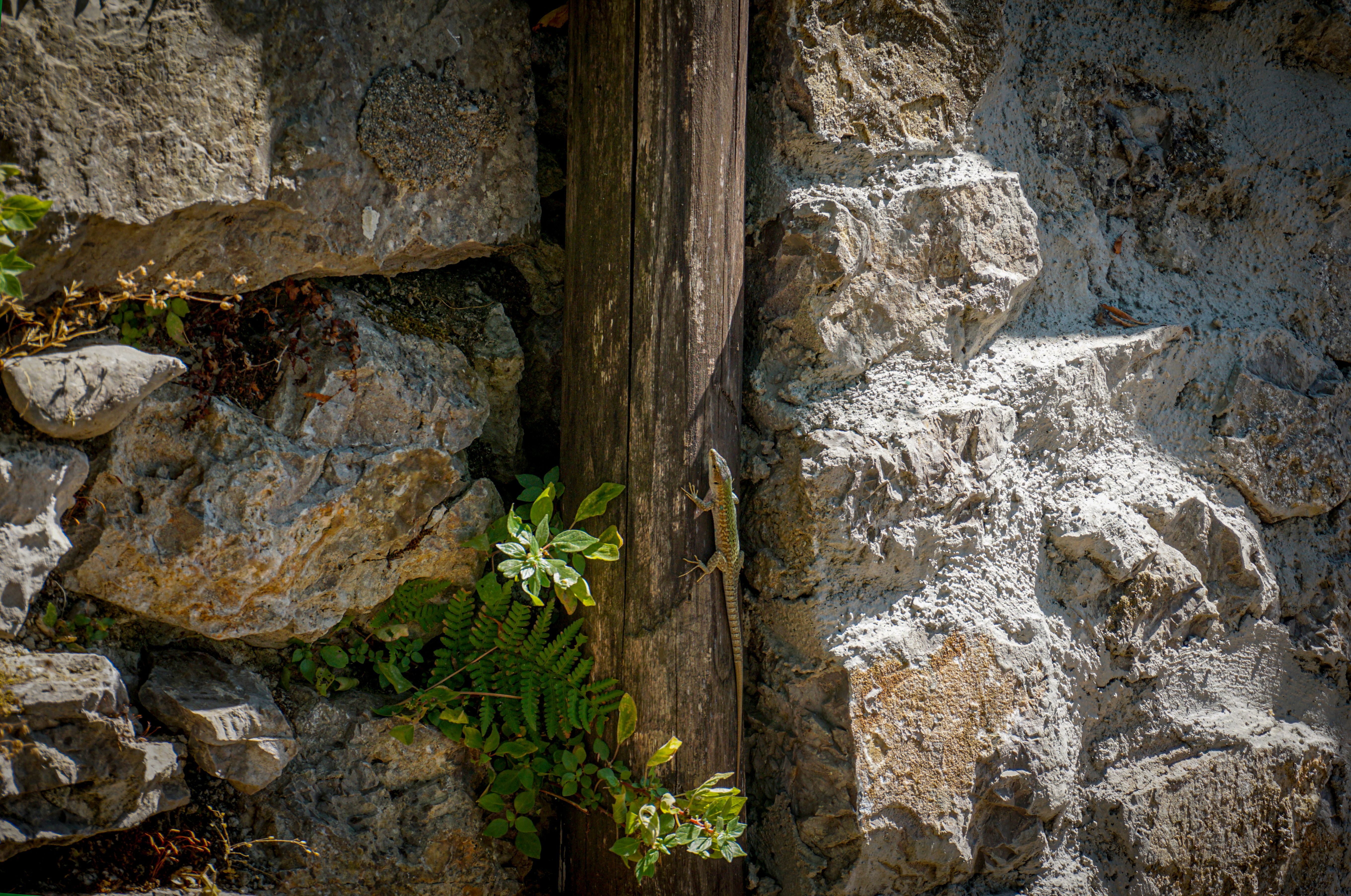 Fern Growing from between Stones in Wall · Free Stock Photo