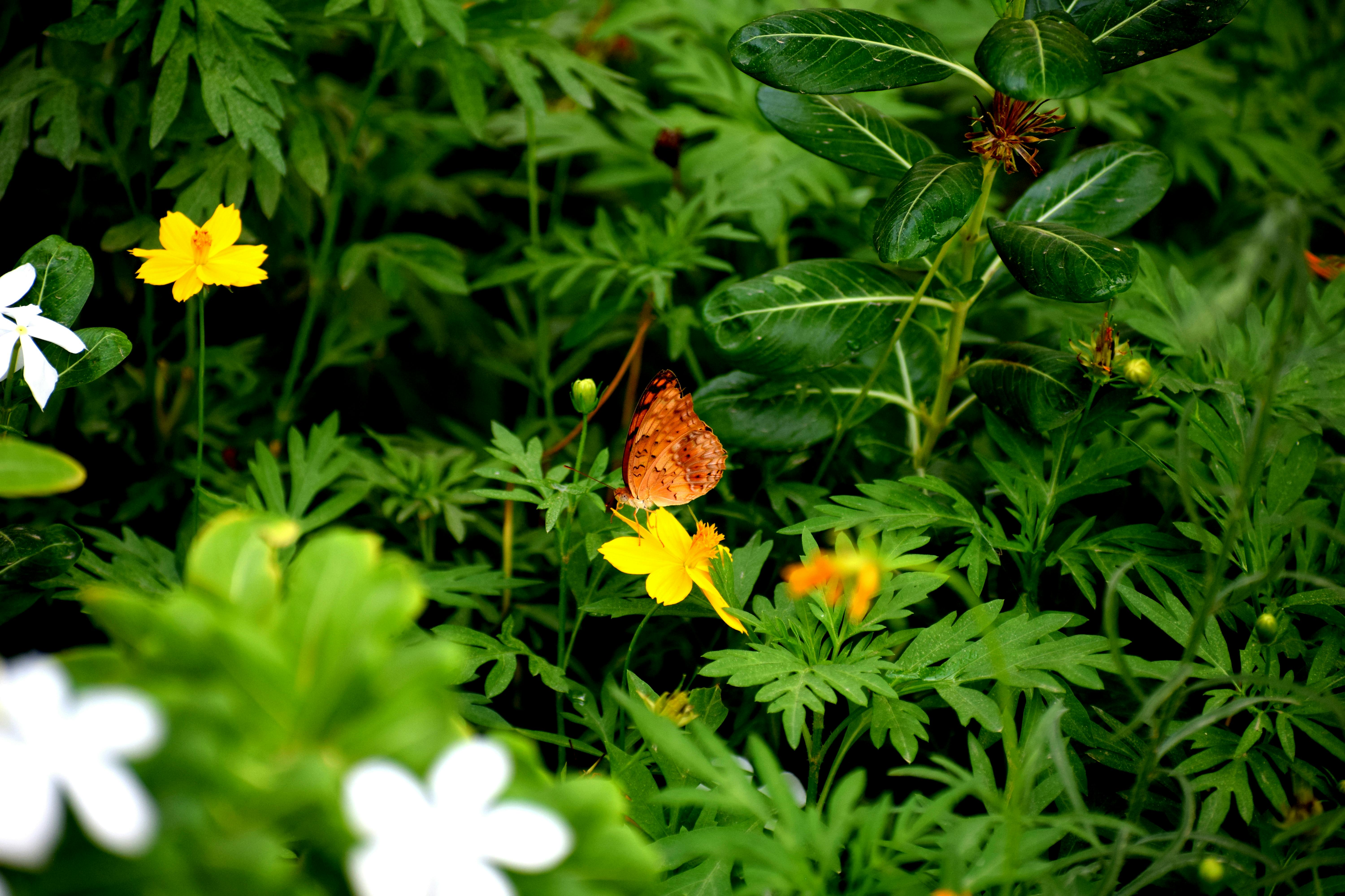 Aurora Store interface